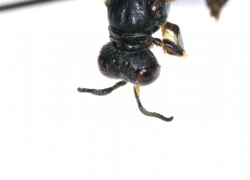 Réf. 293 166 : Crabro peltarius